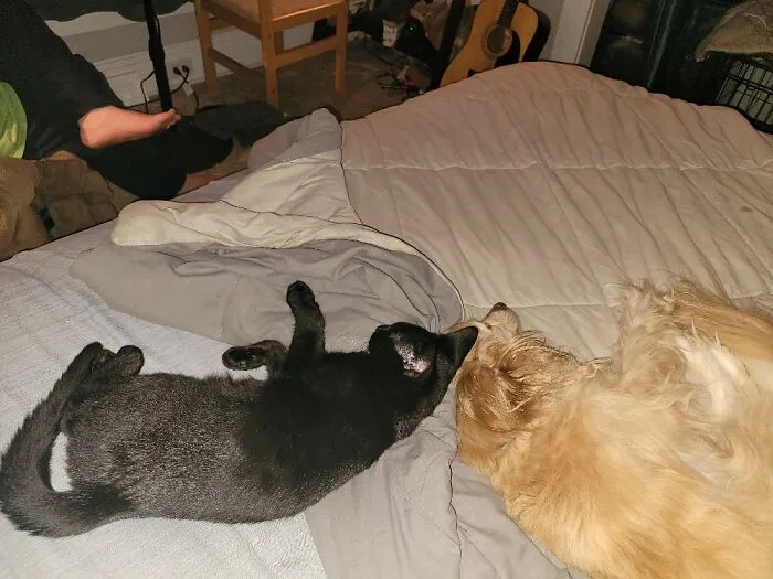 My Fur Babies. Dark Roast & Bandit