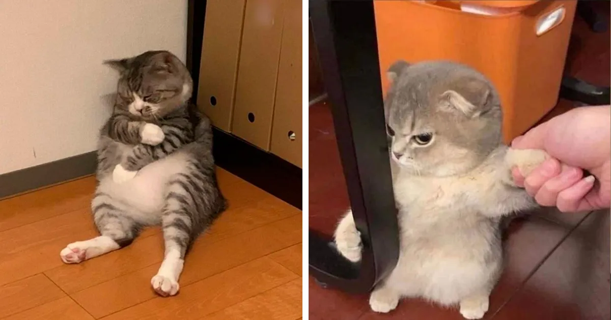 35 Gatos aparentemente averiados, compartidos en la cuenta “Cat Virus.Exe” (fotos nuevas)