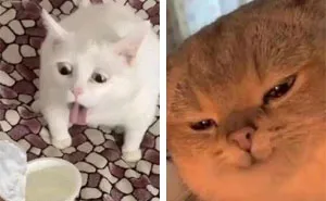 50 Times Cats Acted So Goofy, Their Owners Thought They Were Broken, As Shared By The 'Cat Virus.Exe' Page (New Pics)