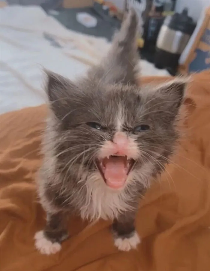 50 De las mejores imágenes de “Gatos con aura amenazante”
