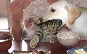 50 Of The Best Pics Of 'Cats With Threatening Auras'