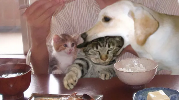 Cats-With-Threatening-Auras