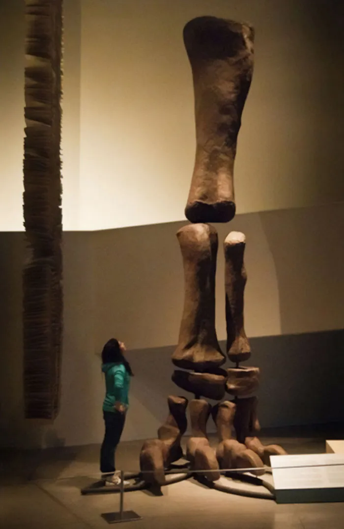 The Giant Monster That Was Argentinosaurus