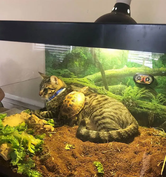 50 De las mejores imágenes de “Gatos con aura amenazante”