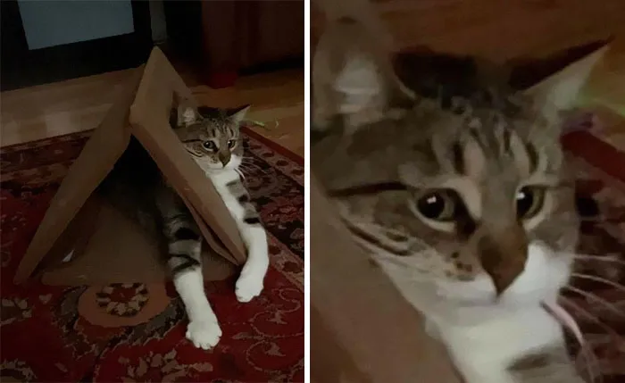 50 Of The Best Pics Of 'Cats With Threatening Auras'