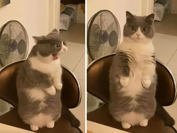 50 De las mejores imágenes de “Gatos con aura amenazante”