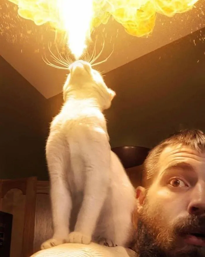 50 De las mejores imágenes de “Gatos con aura amenazante”