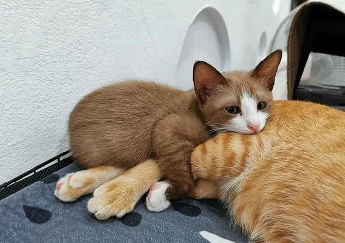 50 De las mejores imágenes de “Gatos con aura amenazante”