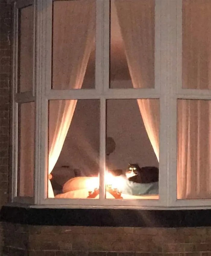 50 Of The Best Pics Of 'Cats With Threatening Auras'