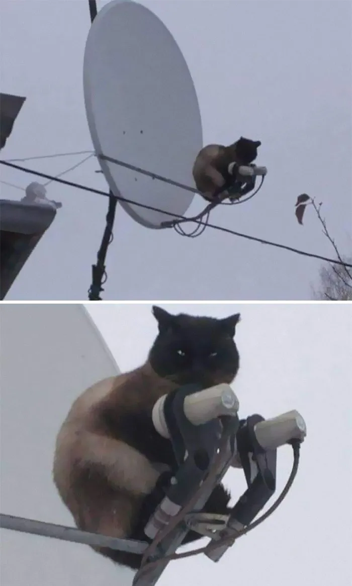 50 De las mejores imágenes de “Gatos con aura amenazante”