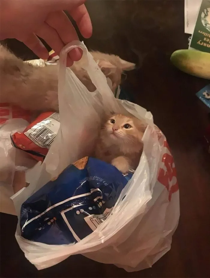 50 Of The Best Pics Of 'Cats With Threatening Auras'