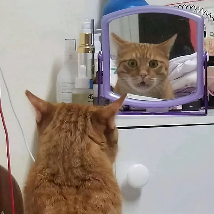 50 De las mejores imágenes de “Gatos con aura amenazante”