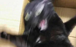 50 Of The Best Pics Of 'Cats With Threatening Auras'