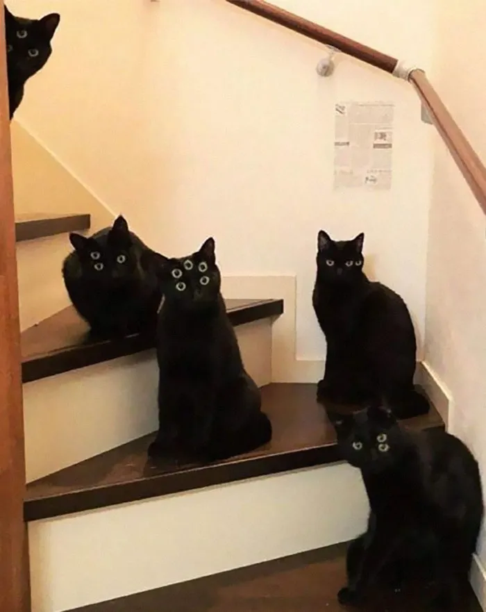 50 De las mejores imágenes de “Gatos con aura amenazante”