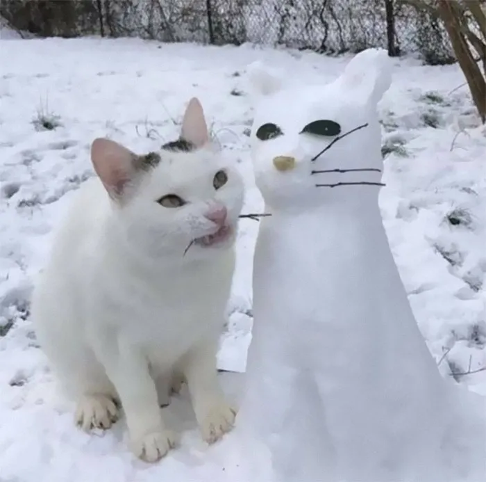 50 De las mejores imágenes de “Gatos con aura amenazante”