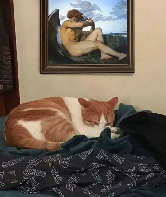 50 Of The Best Pics Of 'Cats With Threatening Auras'