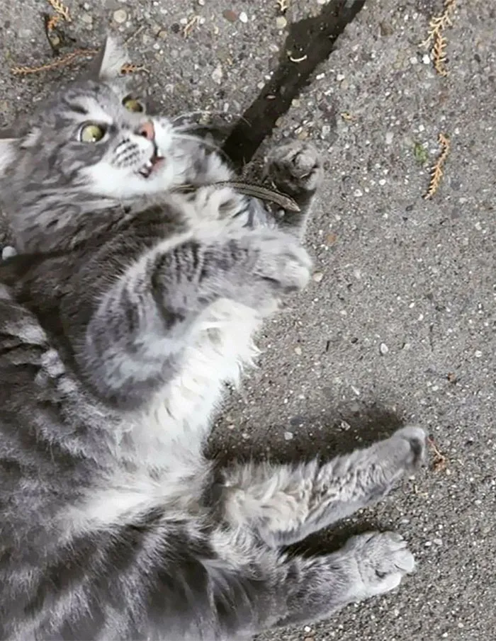 50 Of The Best Pics Of 'Cats With Threatening Auras'