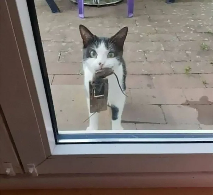 50 De las mejores imágenes de “Gatos con aura amenazante”