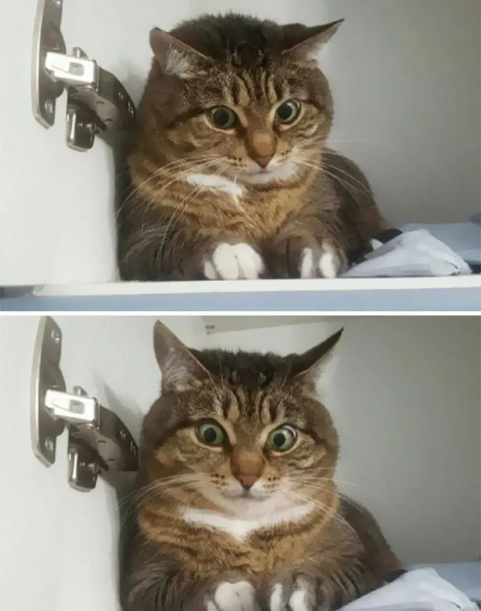 50 Of The Best Pics Of 'Cats With Threatening Auras'