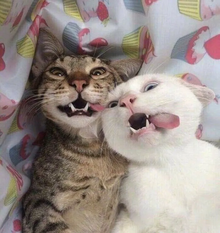 50 De las mejores imágenes de “Gatos con aura amenazante”