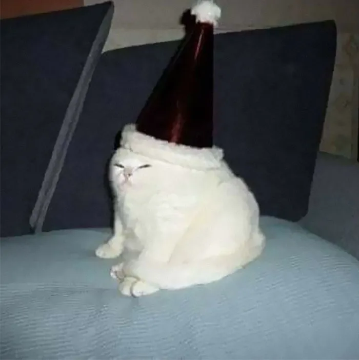 50 Of The Best Pics Of 'Cats With Threatening Auras'