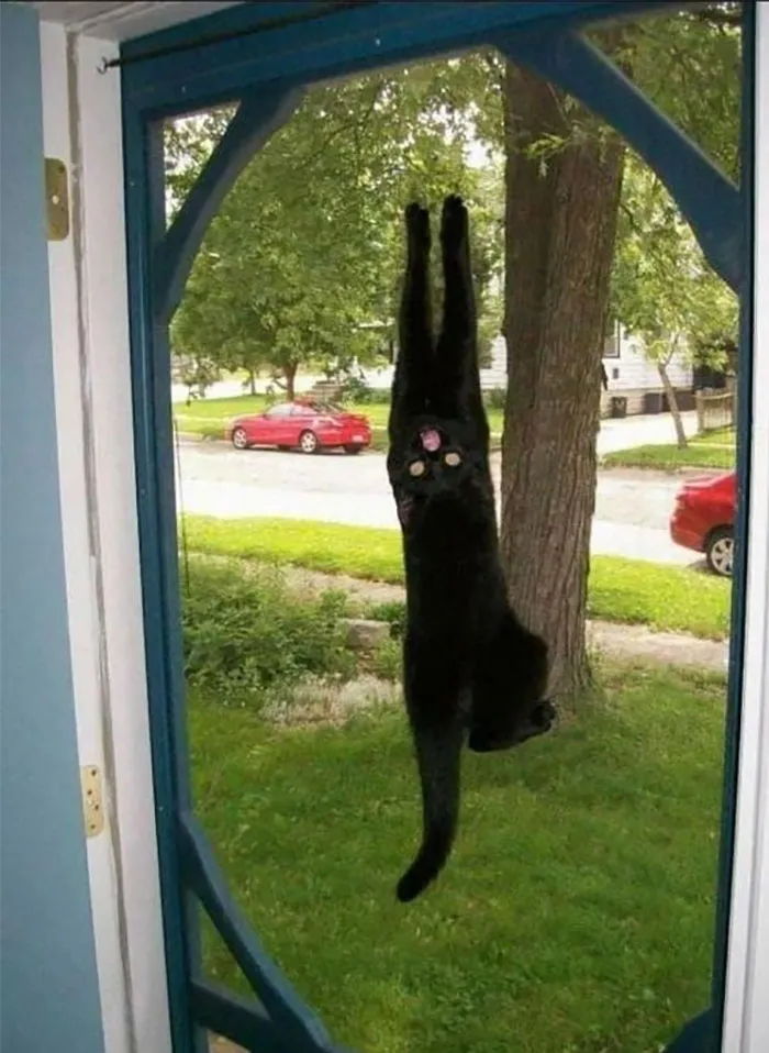 50 De las mejores imágenes de “Gatos con aura amenazante”
