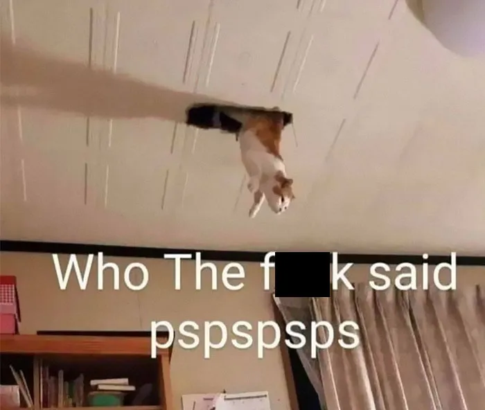 50 Of The Best Pics Of 'Cats With Threatening Auras'