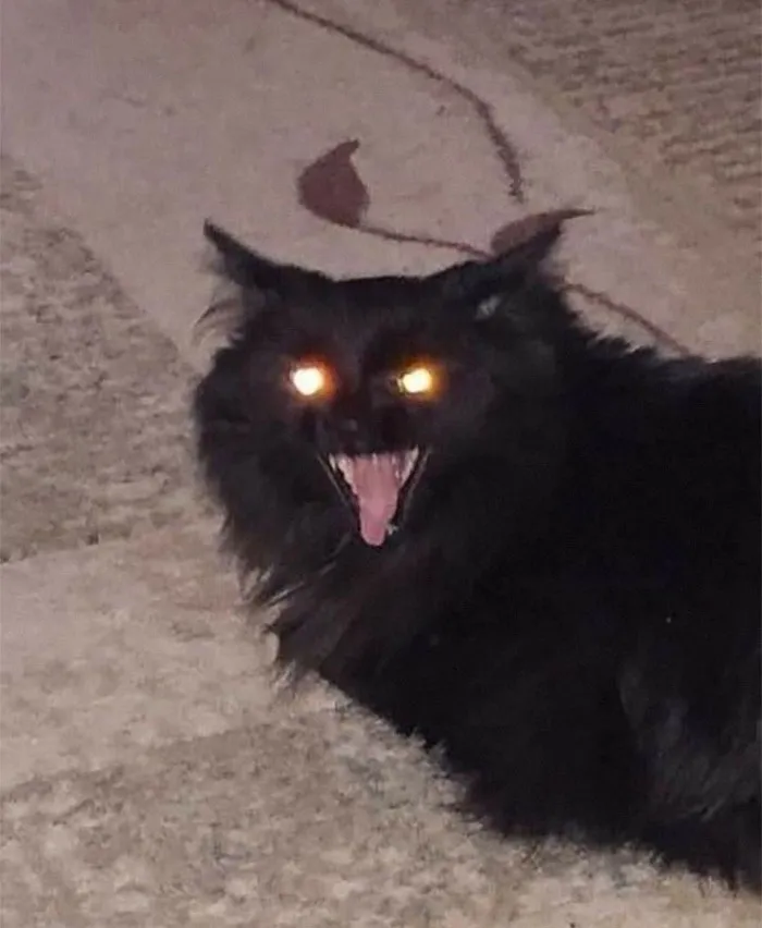 50 Of The Best Pics Of 'Cats With Threatening Auras'