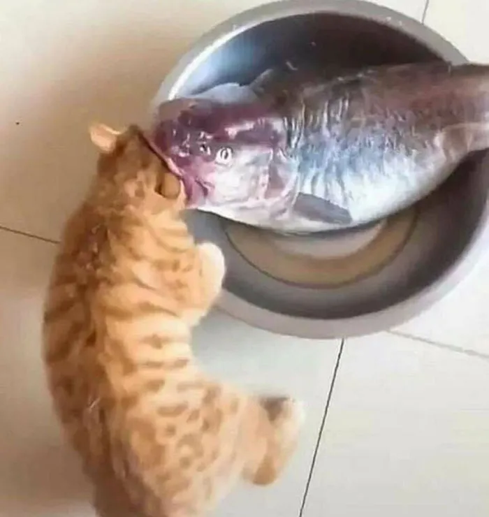 50 Of The Best Pics Of 'Cats With Threatening Auras'