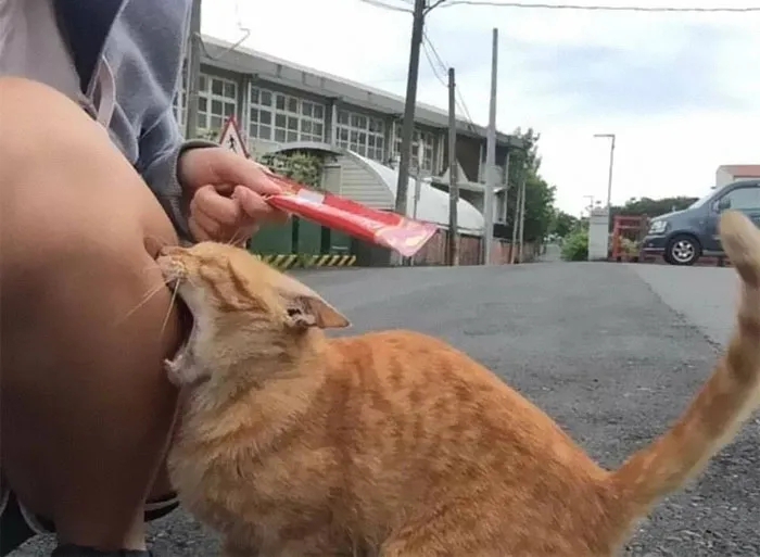 50 De las mejores imágenes de “Gatos con aura amenazante”