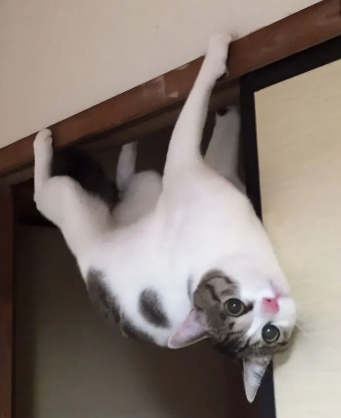 50 Of The Best Pics Of 'Cats With Threatening Auras'