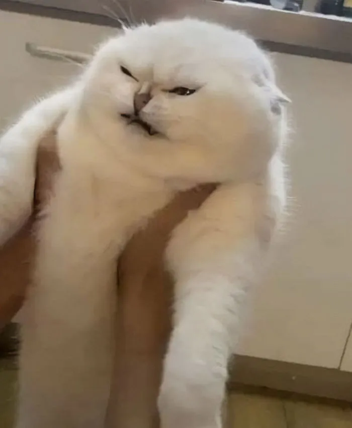 50 Of The Best Pics Of 'Cats With Threatening Auras'