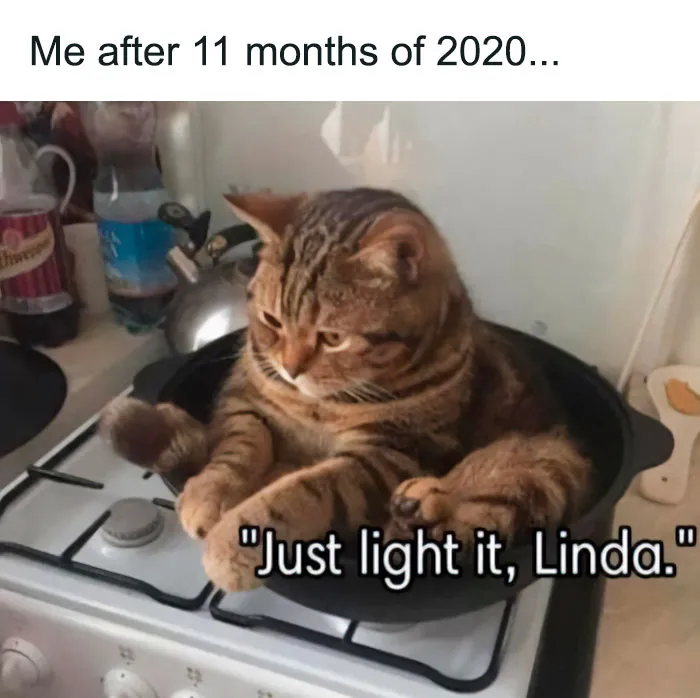 50 Of The Best Pics Of 'Cats With Threatening Auras'