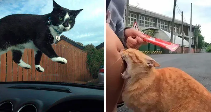 50 Of The Best Pics Of 'Cats With Threatening Auras'