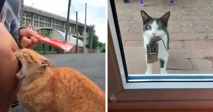 50 Of The Best Pics Of 'Cats With Threatening Auras'