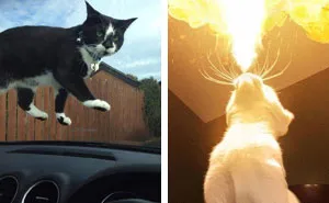 50 Of The Best Pics Of 'Cats With Threatening Auras'