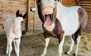 If You’re Having A Bad Day, These Finalists From The Comedy Pet Photography Awards 2022 Are Bound To Make It Better (26 Pics)