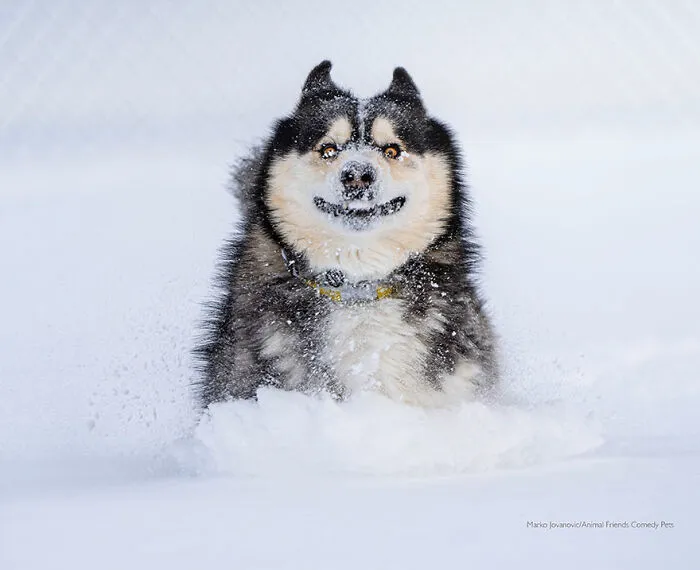 'Corriendo por la nieve' por Marko Jovanovic