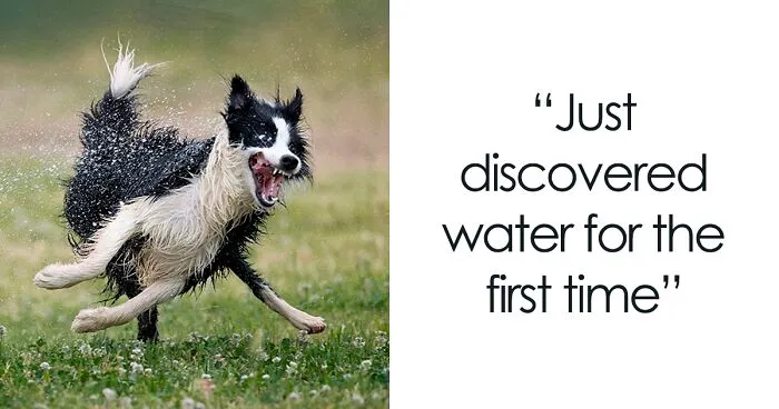 If You’re Having A Bad Day, These Finalists From The Comedy Pet Photography Awards 2022 Are Bound To Make It Better (26 Pics)