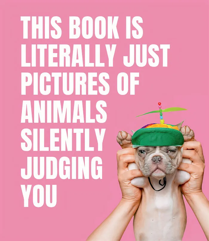 "This Book Is Literally Just Pictures Of Animals Silently Judging You" By Smith Street Books 