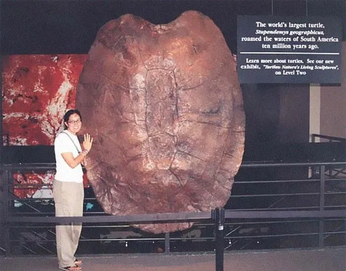 10 Million Years Ago, Turtles Could Eat You With A Single Bite