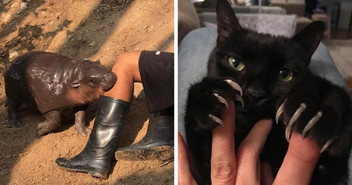 Este grupo de Facebook celebra a esos animales "adorables pero no", que quizá cambien tu opinión al respecto (25 fotos)