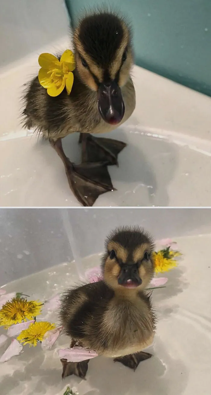 ¡Sí! ¡Día de Spa!
