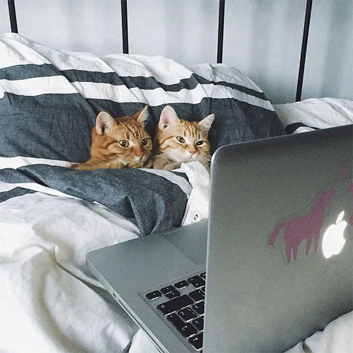30 Animales graciosos que te alegrarán el día (nuevas fotos)