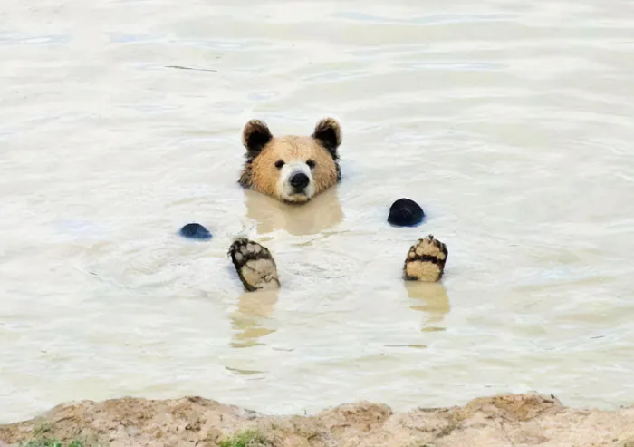 30 Animales graciosos que te alegrarán el día (nuevas fotos)