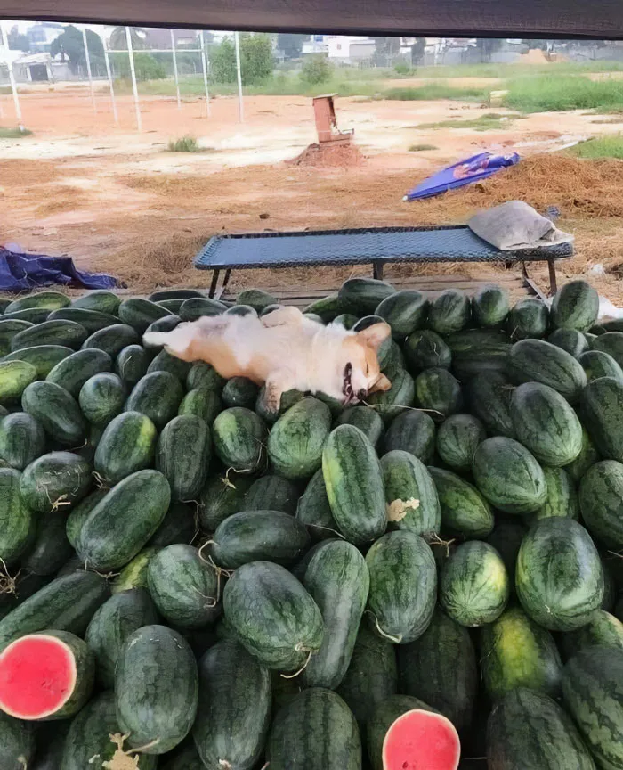 30 Animales graciosos que te alegrarán el día (nuevas fotos)