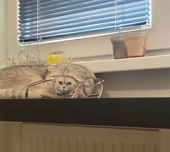 30 Hilariously Goofy Animals To Brighten Up Your Day (New Pics)