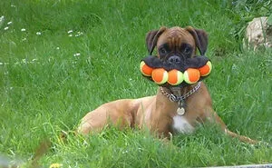 30 Hilariously Goofy Animals To Brighten Up Your Day (New Pics)