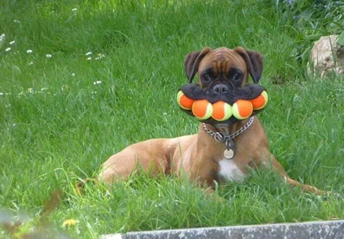 30 Animales graciosos que te alegrarán el día (nuevas fotos)