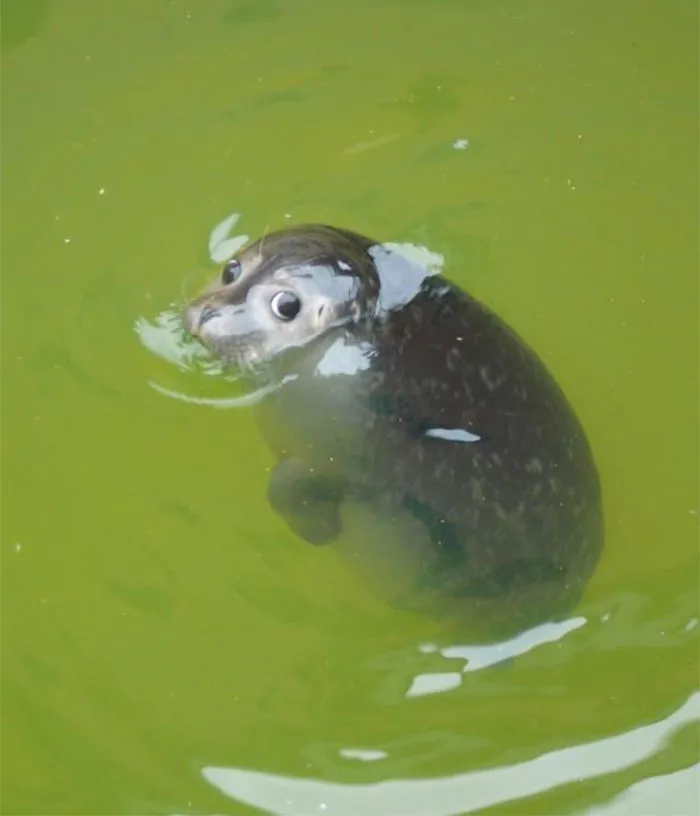 30 Animales graciosos que te alegrarán el día (nuevas fotos)